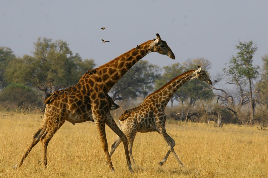 Жирафы в национальном парке Хванге